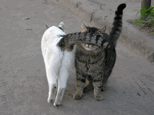 KOT