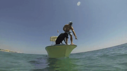 -собака-рыбалка-омар-2623454