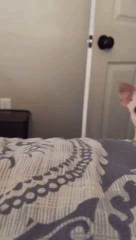 5e4206ccd67c2388460ed337257