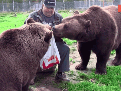 -мишки-живность-2615965