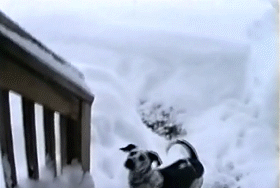 снег