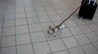 gifki-sobaken-zhivnost-chemodan-1207260