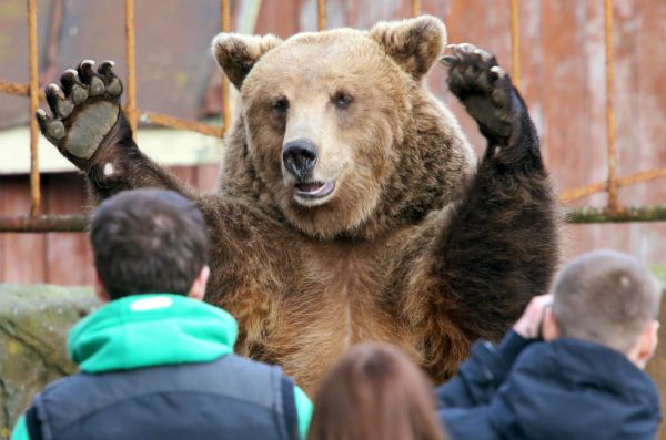 v-pribaykale-medved-rasterzal-ohotnika.2511921.2014_05_30