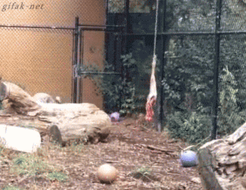 gifs_04