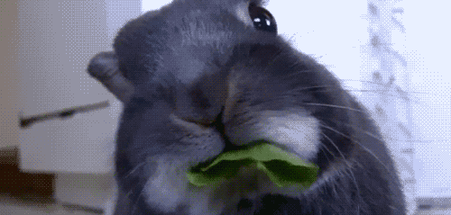 kroliczek-jedzenie-gif-gif