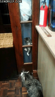 12597538980700_1449312462_12