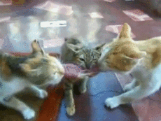 66851145376669_1419486930_gif-23122014-007