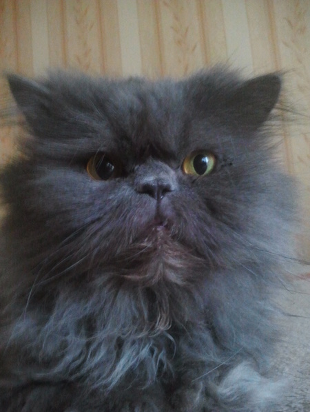 ramdisk-crop_142105248_nREPNj2