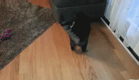 -котэ-живность-2680549