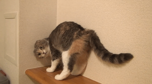 ко