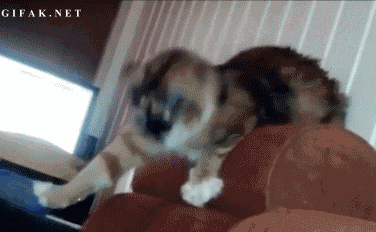 b4aa4a1554cccffd58623dca5a2