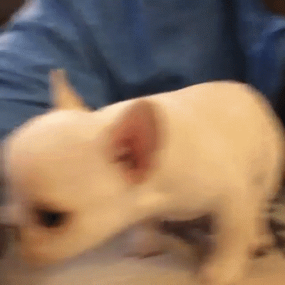 собака-живность-милота