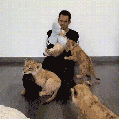 живность-кормёжка