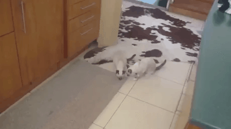 9bcaa5056d0085485d71bb12a04