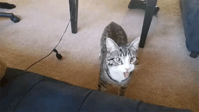 -живность-кот-2680935