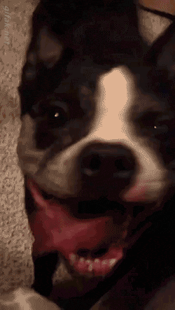 -собакен-эмоции-танцы-2680148