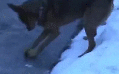 -гифки-собака-мячик-2661844