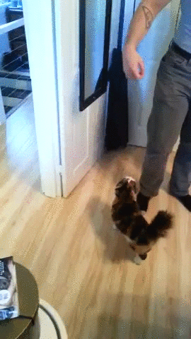 -трюки-куклачев-гифки-2660093