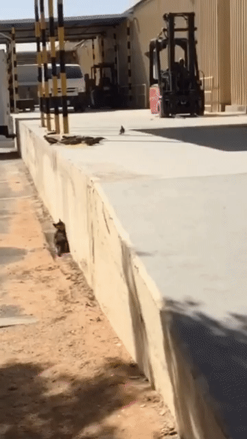 -котэ-охота-удача-2701328