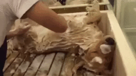 77538653195257_23761865023b846a3ed9db3a22bb2e78_280x156_tmp_5e26a01399e382a989c03bbb2957a8dc