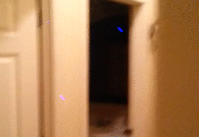 Seriously, what are the downsides of a pet lemur - Imgur