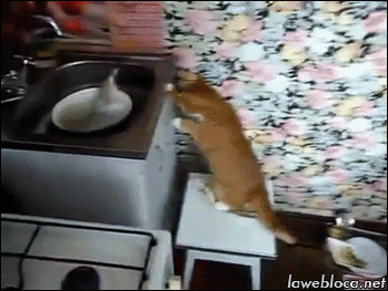 gifs_13