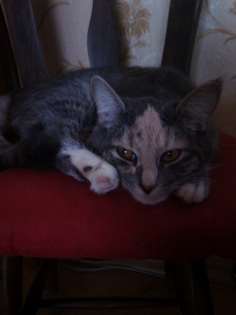 бы колбаски