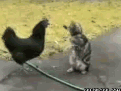 24630600853095_battleofthesexesp1