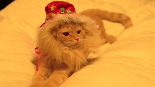 1388398336_1388389878_24