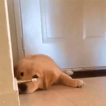 -гифки-живность-что-это-за-неведомая-хуйня-2746303