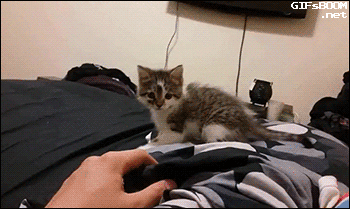 кошачий испуг