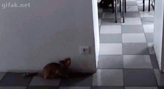 tumblr_ny8bwxItm51ukldkho1_400