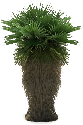 large_green_palm_tree_3d_model_64b1b703-eae6-4fbb-96fc-b38a407b1737