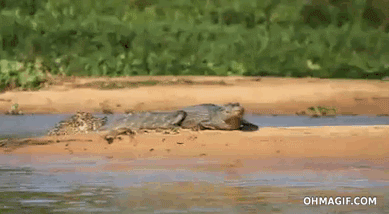 1626875076452_28-gif-8