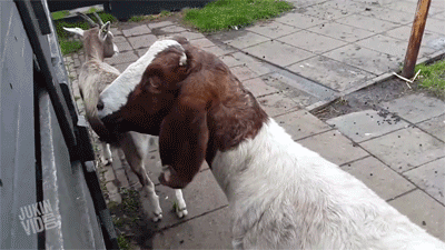 goats_03