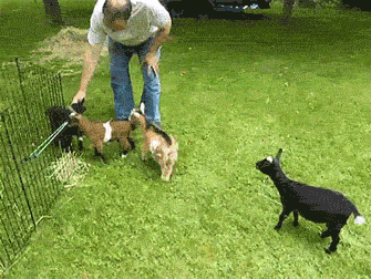 goats_10
