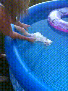 -котэ-бассейн-2777184