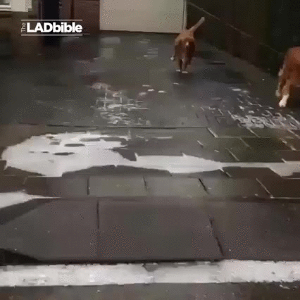 -живность-gif-2790845