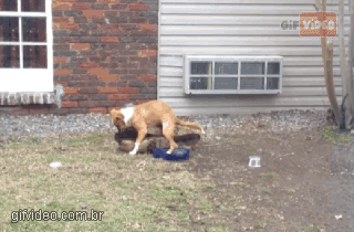 gif-cahorro-tarado-2