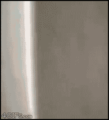 Catfencepeekaboo_yapfiles.ru
