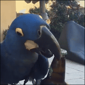 Попугай и пиво