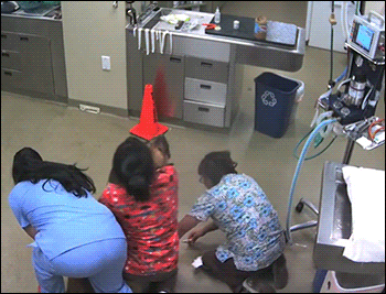 Собака-ветеринарабояка