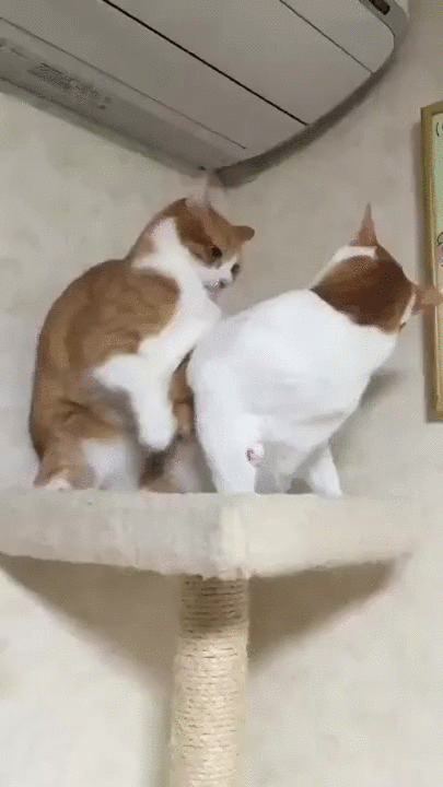 Shh, no pain, only dreams now - Imgur