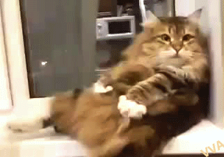 Кот-дрочун