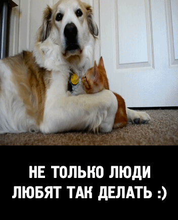 кот и собака