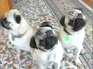 Fungif_19