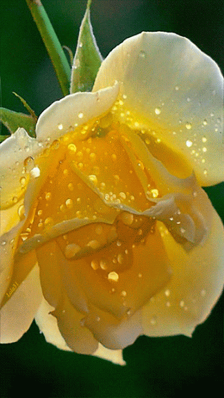 Fungif_20111 (1)