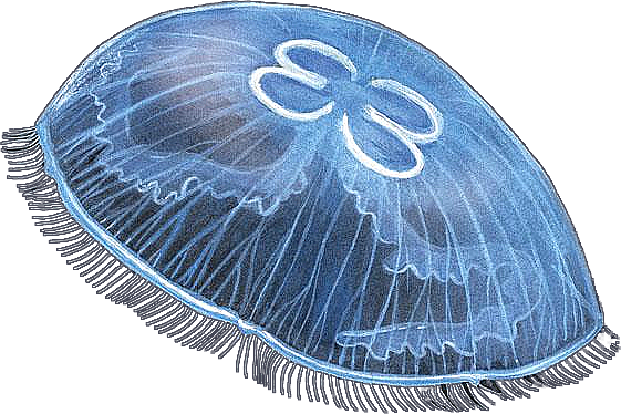 1332749674_meduza