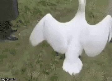 9GAG_Gifs_-_Are_u_serious-697389694942846976