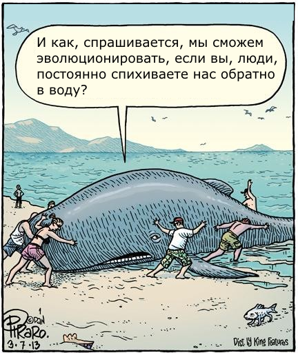 киты-эволюция-фейл